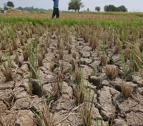 Fenomena El Nino Diperkirakan Bertahan hingga Pertengahan 2024, Ini Penjelasan Pakar