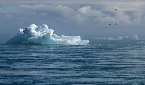 Para peneliti menduga bahwa penurunan populasi ini bisa jadi karena anomali suhu yang drastis sehingga berakibat munculnya gletser.