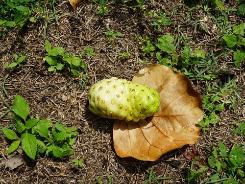 Cara Menghilangkan Bekas Luka di Kaki: Mengkudu, Air Kelapa, Kencur