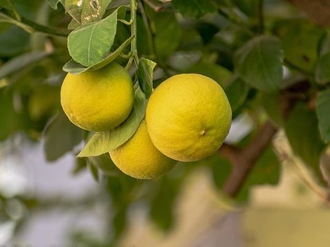 Cara Menghilangkan Bekas Luka di Kaki: Lemon, Madu, Lidah Buaya