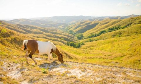 Mengetahui Tradisi Kawin Tangkap di Sumba Barat Daya NTT, Kini Jadi Sorotan