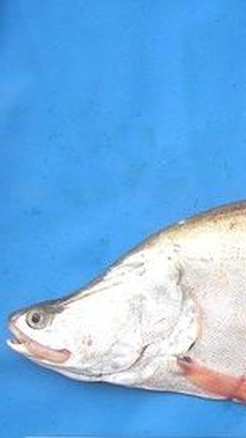 <b>Mengenal Ikan Belida, Fauna Endemik Sumatra Selatan yang Terkenal</b>