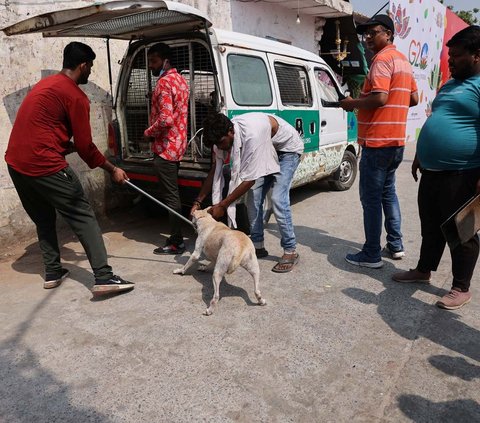 Ribuan anjing liar yang berkeliaran di jalan-jalan Ibu Kota New Delhi, India, ditangkap oleh pihak berwenang dan dipindahkan ke tempat penampungan menjelang KTT G20 akhir pekan ini.