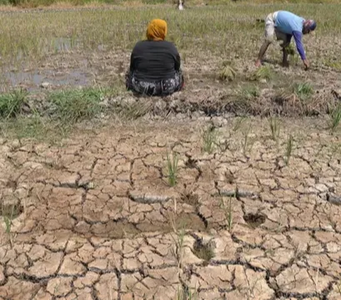 Penggunaan biodekomposer ini ditujukan untuk mempercepat proses dekomposisi kandungan bahan organik, dari proses pengomposan jerami sisa panen yang menumpuk di area persawahan.