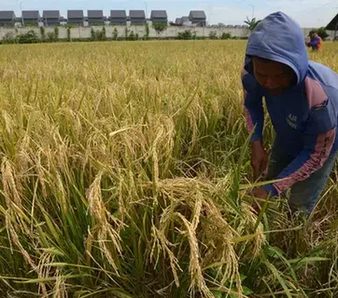 Program D’Komposer Ternyata Ampuh Tingkatkan Hasil Pertanian, Begini Cara Kerjanya