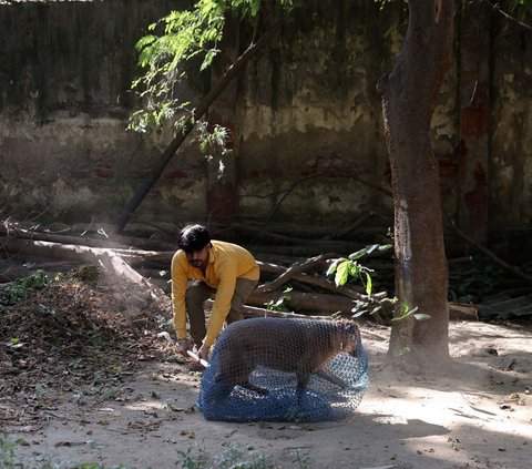 FOTO: India Tangkap Ratusan Anjing Liar Jelang KTT G20, Caranya Disebut Tak Manusiawi