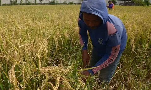 Program D’Komposer Ternyata Ampuh Tingkatkan Hasil Pertanian, Begini Cara Kerjanya