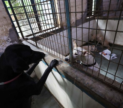 FOTO: India Tangkap Ratusan Anjing Liar Jelang KTT G20, Caranya Disebut Tak Manusiawi