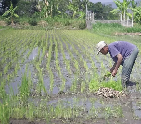 "Untuk di Kabupaten Sidrap ada 25 Ha plus ada tambahan demplot 0,5 Ha yang tersebar di 11 kecamatan lainnya di Sidrap," ujar Irma.