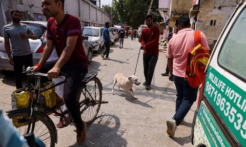 FOTO: India Tangkap Ratusan Anjing Liar Jelang KTT G20, Caranya Disebut Tak Manusiawi