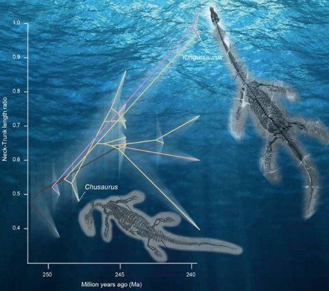 Pada zaman tersebut, leher Chusaurus mengalami pertumbuhan lebih panjang meskipun masih relatif pendek, dengan hanya 17 vertebrae atau kurang dari 0,5 meter dibandingkan dengan kerabatnya yang muncul kemudian.