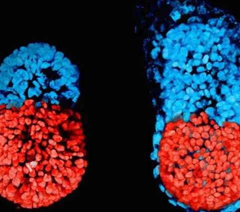 Ilmuwan Israel Berhasil Tumbuhkan Embrio Manusia Tanpa Sperma dan Sel Telur