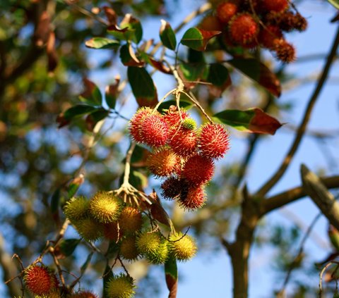 Meaning of Dreaming Eating Fruits According to Its Type, Is There Any That Becomes a Sign of Luck?