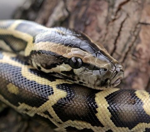 Terrifying Story of Beautiful Scientist Performing Surgery on a 5.4-Meter Python, Mistaken for Swallowing a Human, Turns Out the Contents of Its Stomach Are More Surprising than Expected