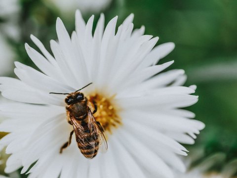 8 Pertolongan Pertama dengan Benda di Rumah saat Tersengat Lebah