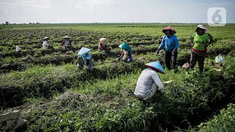 FOTO: Jerit Petani Bawang Merah di Brebes Merugi Akibat Cuaca Tak Tentu