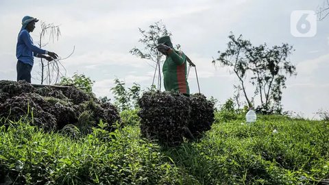 FOTO: Jerit Petani Bawang Merah di Brebes Merugi Akibat Cuaca Tak Tentu