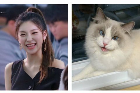 A Series of Viral Cute Cat Expression Photos Said to Resemble K-Pop Idols