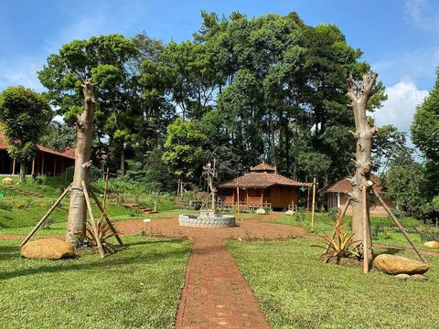 Pohon Baobab