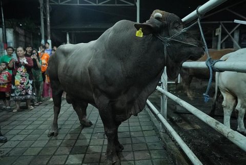 Potret Lesti Kejora dan Rizky Billar Beli Sapi Kurban Untuk Idul Adha, Kehadiran Baby L Sukses Curi Perhatian