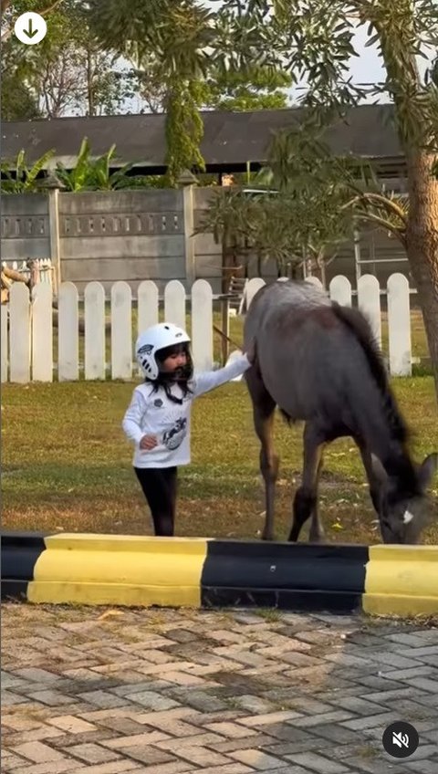 Momen Cassia Anak Chacha Frederica Ditabrak Kuda, Nangis Kencang Sampai Buat Sang Mama Panik