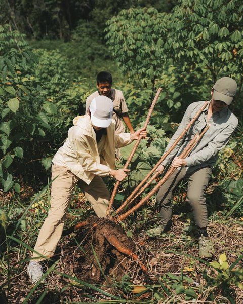 8 Potret Maudy Ayunda Panen Singkong dan Meramban Daun di Hutan Kalimantan