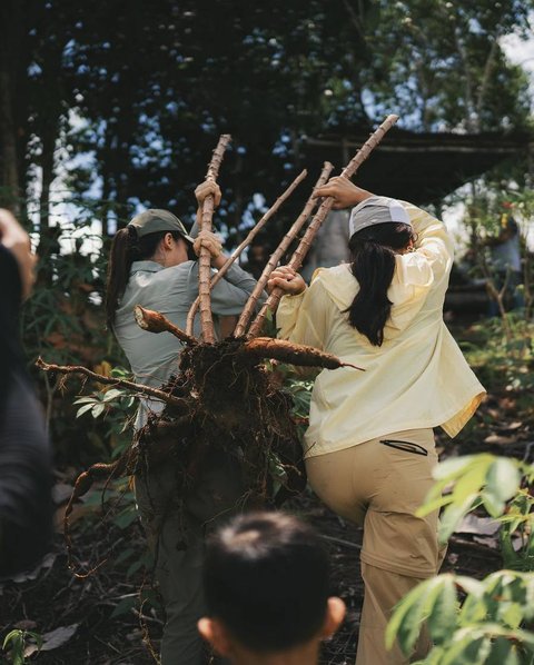 8 Potret Maudy Ayunda Panen Singkong dan Meramban Daun di Hutan Kalimantan