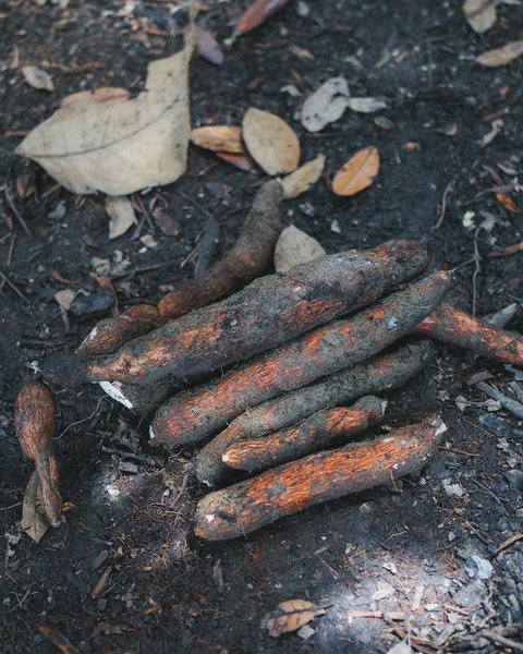 8 Potret Maudy Ayunda Panen Singkong dan Meramban Daun di Hutan Kalimantan