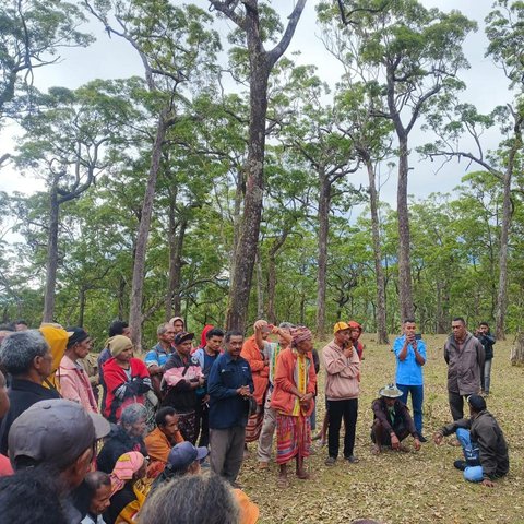 Mengenal Denda Adat Sopi dan Ayam Merah, Sanksi Bagi Perusak Hutan Dalam Kawasan Cagar Alam Mutis Timor Tengah Selatan