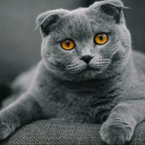 Ilustrasi Warna Kucing Langka