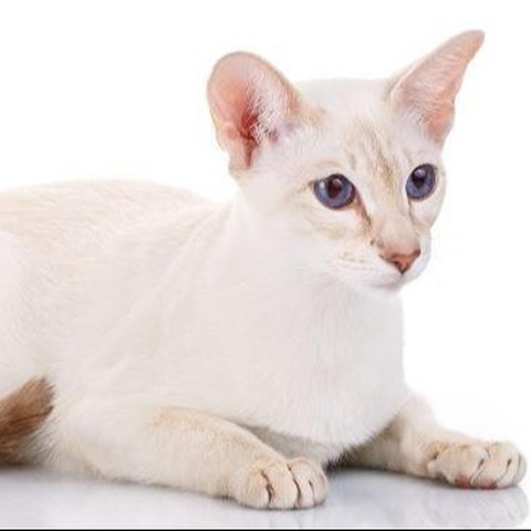 9 Kucing yang Memiliki Warna Langka di Dunia, Mana Favoritmu?