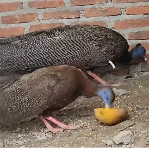 Burung Kuau Raja