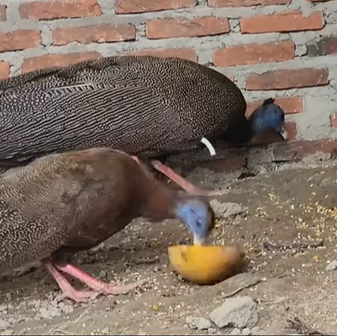 Burung Kuau Raja