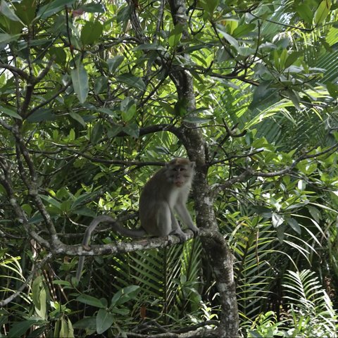 Menikmati Sensasi Gumpalan Awan di Gunung Embun, Pesona Hutan Mangrove Hingga Museum Sadurengas