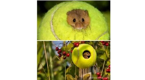 Potret kandang hewan peliharaan dari barang bekas. (sumber: Instagram/craftyfun_com via Bored Panda)