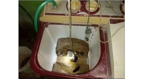 Potret kandang hewan peliharaan dari barang bekas. (sumber: Instagram/craftyfun_com via Bored Panda)