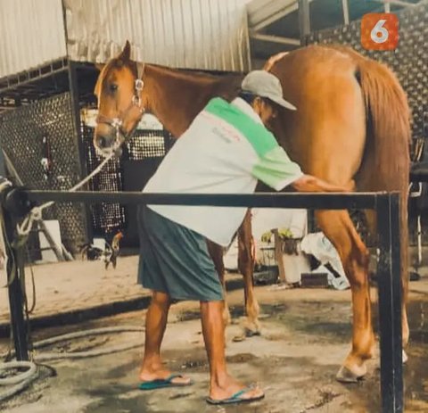 Pak Tuwuh, jasa pijat andong di Yogyakarta. (Liputan6.com/Ricka Milla Suatin)