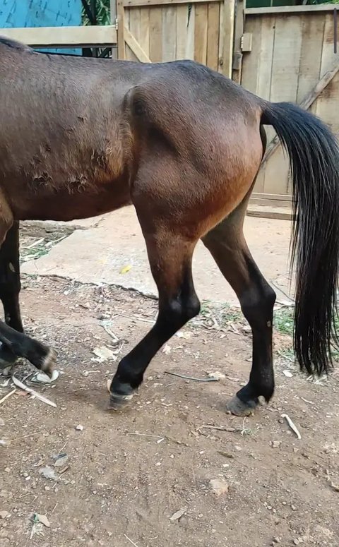 Pak Tuwuh, jasa pijat andong di Yogyakarta. (Liputan6.com/Ricka Milla Suatin)