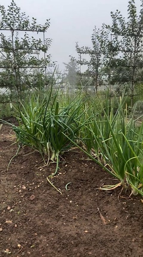 Foto David Beckham Mengelola Peternakan Ayam dan Berkebun, Kehidupan Setelah Pensiun Menjadi Viral di Media Sosial