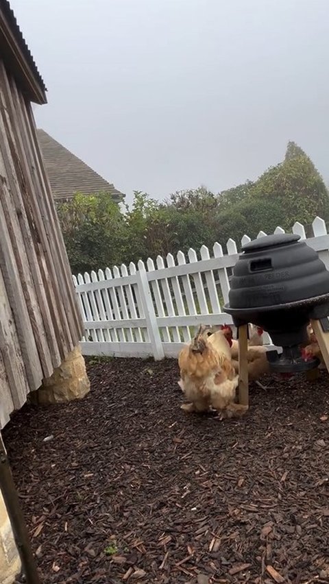 Selain berkebun dan memasak, David Beckham juga memelihara ayam di rumahnya. Dalam video yang dibagikannya, tampak dua ekor ayam yang memperhatikan saat Beckham memanen daun bawang.<br>