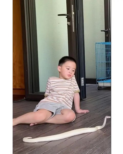 Potret anak Citra Kirana berani mainular peliharaan Irfan Hakim. (sumber: Instagram/citraciki)