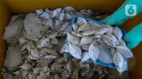 FOTO: Intip Proses Pembuatan Susu dari Bahan Dasar Ikan di Indramayu