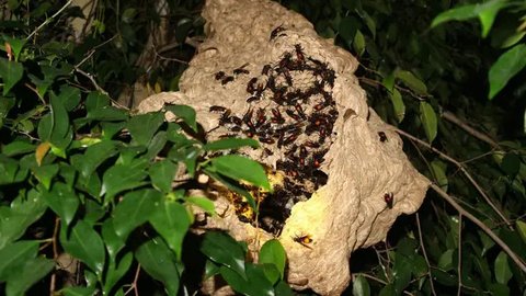 Sarang tawon baluh berukuran jumbo mengantung di Perempatan Jalan Prof DR Suharso Purwokerto, dan kerap menyerang pengguna jalan. (Foto: Liputan6.com/Muhamad Ridlo/ TRC BPBD/BMS)