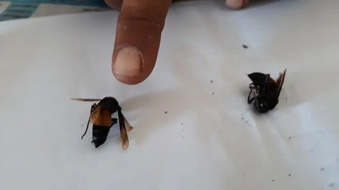 Sarang tawon baluh berukuran jumbo mengantung di Perempatan Jalan Prof DR Suharso Purwokerto, dan kerap menyerang pengguna jalan. (Foto: Liputan6.com/Muhamad Ridlo/ TRC BPBD/BMS)