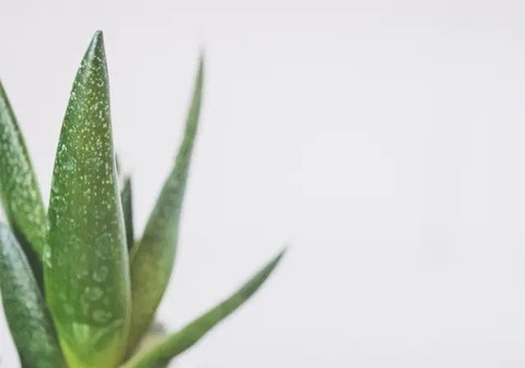 Ilustrasi Pare (Photo by Lothar Bodingbauer on Unsplash)