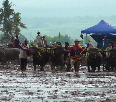Serunya Kerapan Kerbau Tradisi Petani di Lumajang Jelang Masa Tanam