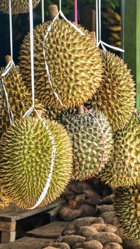 Dampak Mengonsumsi Durian yang Berlebihan dan Cara Mengatasi Efek Mabuknya