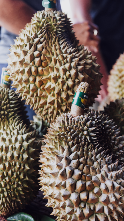 Ilustrasi Durian
