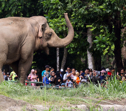Pengunjung melihat gajah saat berwisata di Taman Margasatwa Ragunan, Jakarta, Senin (25/12/2023). Taman Margasatwa Ragunan menjadi tempat wisata alternatif bagi masyarakat Jakarta-Bogor-Depok-Tangerang-Bekasi (Jabodetabek) saat libur Hari Raya Natal 2023 dan Tahun Baru 2024. (Liputan6.com/Herman Zakharia)