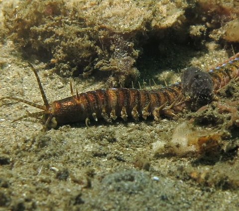 Meski Punya Wujud Cantik, Hewan Kecil ini Mampu Mencabik Ikan Jadi 2 Bagian!